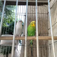 مرغ عشق نر و ماده