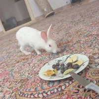 خرگوش