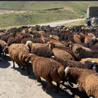 گوسفند پیدا شده