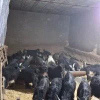 کهره نر|حیوانات مزرعه|شیراز, حومه شیراز|دیوار