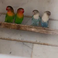 طوطی برزیلی