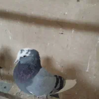 کبوتر پرشی|پرنده|معصومیه, |دیوار