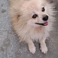 سگ پامرین روباهی