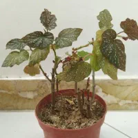 گل آپارتمانی