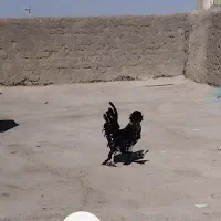 خروس سیاه زینتی