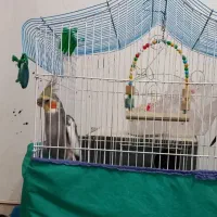 یک جفت عروس هلندی|پرنده|بروجرد, |دیوار