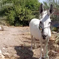 الاغ ماده اوستن