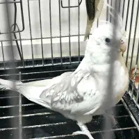 طوطی عروس هلندی|پرنده|تهران, افسریه جنوبی|دیوار