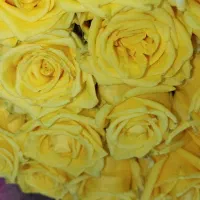 رز عمده از ۴۰۰ تا ۱/۲۰۰ بستگی ب قد و سرگل|گل و گیاه طبیعی|شیراز, رکنآباد|دیوار