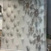 پرده زبرا