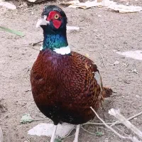 پرنده زینتی