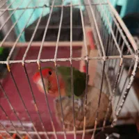 طوطی دستی|پرنده|کرج, استاندارد|دیوار