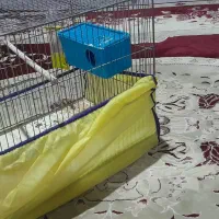 دو قفس فروشی