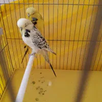 جفت مرغ عشق انگلیسی (لاسونیک) گرید آ مولد اصل|پرنده|پیرانشهر, |دیوار