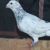 سار خوسچش رنگ پر خال