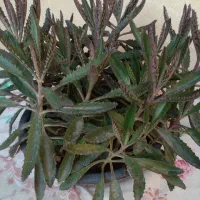 فروش تعدادی گل|گل و گیاه طبیعی|شیراز, شیخ علی چوپان|دیوار