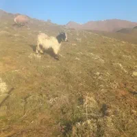 دو عدد نر بز