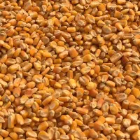 دان مرغ تخم گذار|حیوانات مزرعه|کاشان, آیت الله سعیدی|دیوار