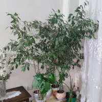 ۳ تا گلدان نهال بنجامین ۱۷۰ سانتی