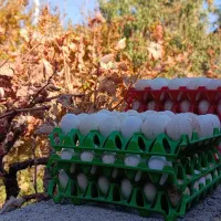 تخم نطفه دار بوقلمون برنز