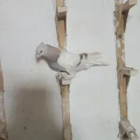 سینه سیاه بزن سوسنی دم سفید|پرنده|شیراز, دروازه قران|دیوار