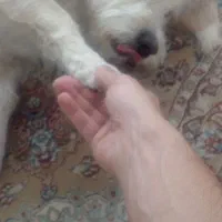 سگ آپارتمانی|سگ|فولادشهر, مسکن مهر فولادشهر|دیوار