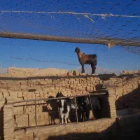 سه عدد کره نر  پاکستانی هر سه تا مال یک بز هستن|حیوانات مزرعه|ماهان, |دیوار