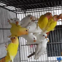 خرید و فروش پرنده طوطی کاسکو|پرنده|شیراز, زرهی|دیوار