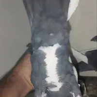 ماده پلنگ کلایی خوشگل