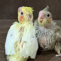 گمشده  عروس هلندی محدود فاز یک نوبنیاد|حیوانات|کیش, |دیوار