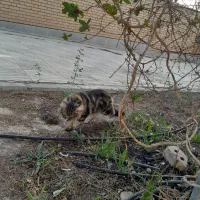 گربه خانگی پرشین