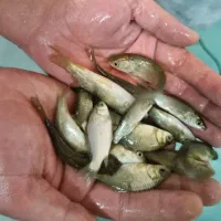 بچه ماهی آمور