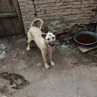 سگ عراقی سرابی