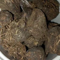 عنبر نسارا