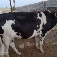 گوساله نر هلیشتاین قیمت مناسب