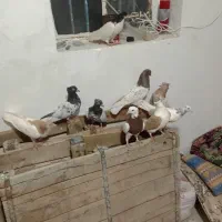 کبوتر رنگی سلطان اباد|پرنده|سبزوار, زینبیه|دیوار