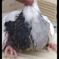 طوقی و پرشی