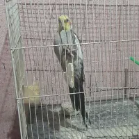 عروس هلندی سخنگو|پرنده|زبرخان, |دیوار