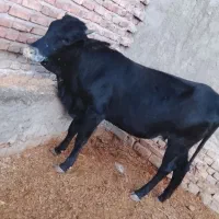 گاو|حیوانات مزرعه|ایرانشهر, |دیوار