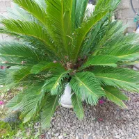 گل سیکاس و شفلرا|گل و گیاه طبیعی|خمام, |دیوار