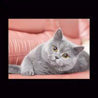 فروش فوری گربه نژاد دار