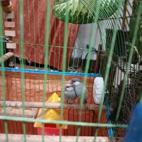 یک جفت فنچ  مولد  وزیبای کینگ سیلور نرگسی شکلاتی