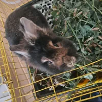 خرگوش لوپ اصیل