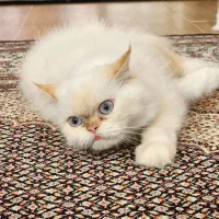 گربه همالین بریتیش|گربه|خوی, |دیوار