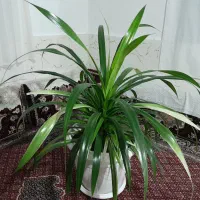 گل زیبا|گل و گیاه طبیعی|سنندج, |دیوار