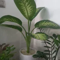 گل دیفن|گل و گیاه طبیعی|یزد, |دیوار