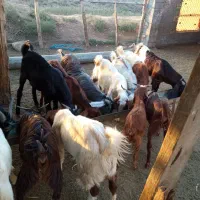 فروش بزغاله های نر|حیوانات مزرعه|سیمین شهر, |دیوار