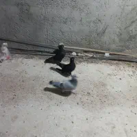 کبوتر زاغ|پرنده|سعدآباد, |دیوار