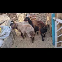گوسفند زنده همه رقم|حیوانات مزرعه|یزد, |دیوار