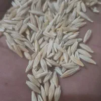 جوو دیم|لوازم جانبی حیوانات|سنقر, |دیوار